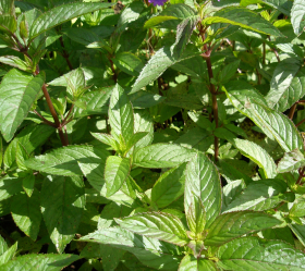 Thailändsk Basilika, Thai magic, ekofrö