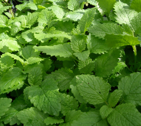 Citronmeliss, ekofrö