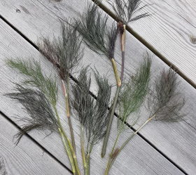 Bronsfänkål, ekofrö