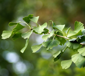 Ginkgo