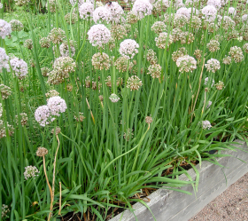 Kinesisk gräslök, ekofrö