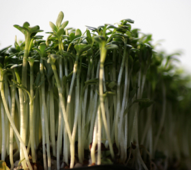 Kryddkrasse, ekofrö