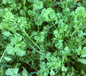 Wrinkled Crinkled Cress, ekofrö