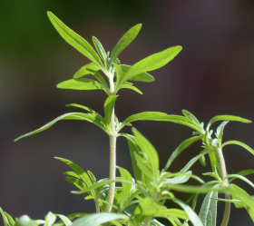 Sommarkyndel, ekofrö