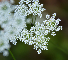 Spansk körvel, ekofrö