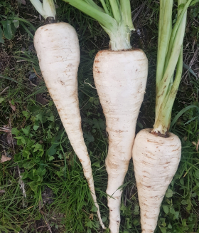 Halblange Weiss, ekofrö