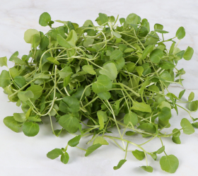 Vattenkrasse, ekofrö