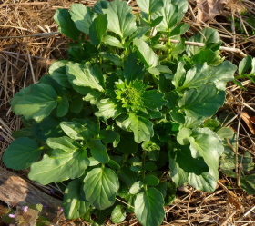 Vinterkrasse, ekofrö