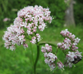 Valeriana, ekofrö