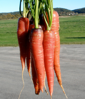 Danvers 126, ekofrö