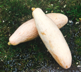 Banana Pink Jumbo, ekofrö