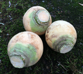 Wilhelmsburger, ekofrö.