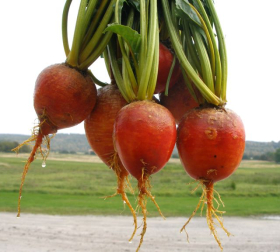 Touchstone Gold, ekofrö