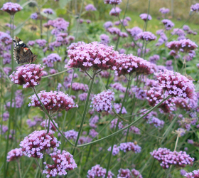 Jätteverbena, ekofrö
