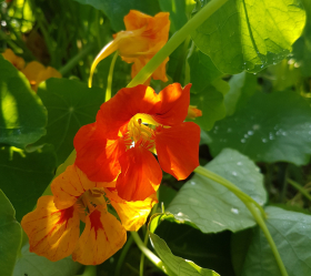 Kaleidoscope, ekofrö