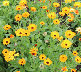 Ringblomma, Enkel Orange, ekofrö