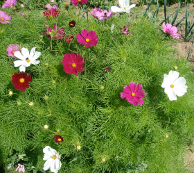 Dwarf Wonder, ekofrö