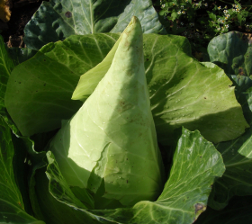 Filderkraut, ekofrö