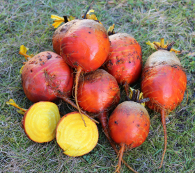 Detroit Golden Beet, ekofrö