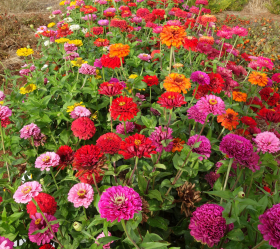 Dahliaflora mix, ekofrö