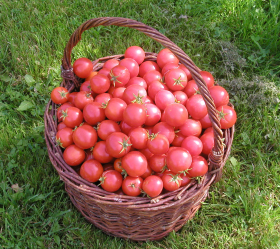 Whippersnapper, ekofrö