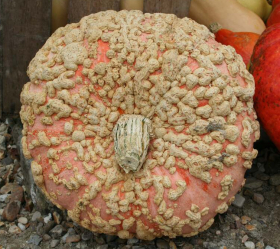 Galeux d'Eysines, ekofrö