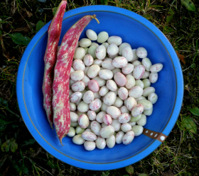 Borlotto Lingua di Fuoco, ekofrö