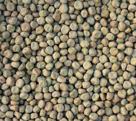 Gråärt Solberga, ekofrö