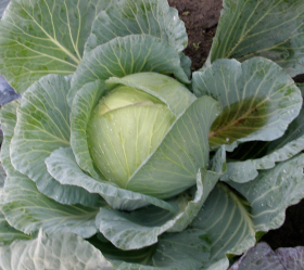 Marner Lagerweiss, ekofrö