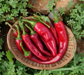 Hungarian Boldog, ekofrö