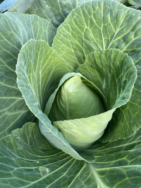 Cuor di Bue, ekofrö