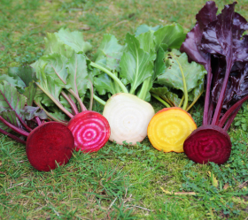 Rödbetsmix, ekofrö