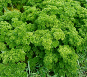 Extra mosskrusig persilja, ekofrö