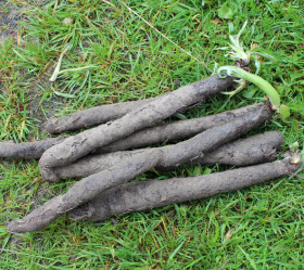 Rysk Kämpe, ekofrö