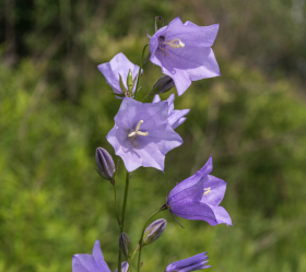 Karpaterklocka, Dvärg, ekofrö