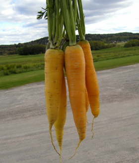 Jaune du Doubs, ekofrö