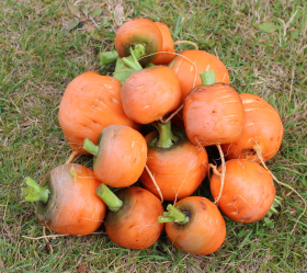 Paris Market, ekofrö
