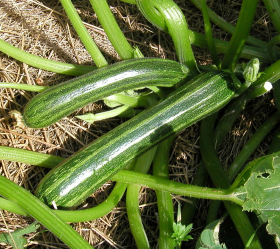 Striato d´Italia, ekofrö