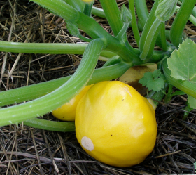 Lemon Squash, ekofrö