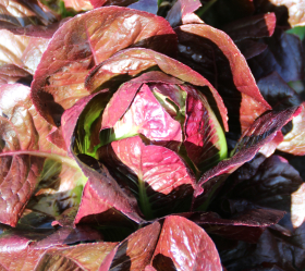 Little Leprechaun, ekofrö