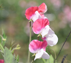 Painted Lady, ekofrö
