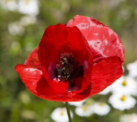 Beauty of Livermere, ekofrö