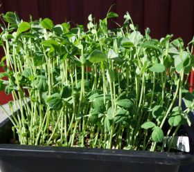 Ärtskott, Tendril, ekofrö