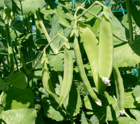 Carouby de Mausanne, ekofrö