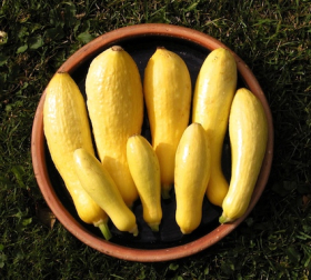 Early Prolific Straightneck, ekofrö