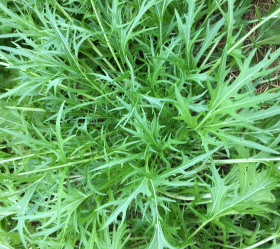 Kyona/Mizuna, ekofrö