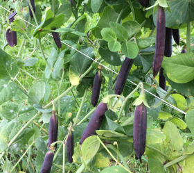 Blauwschokker, ekofrö