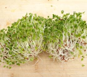 Broccoletti, ekofrö