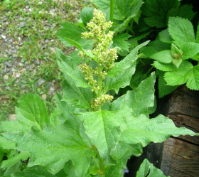 Gode Henriks Målla, ekofrö