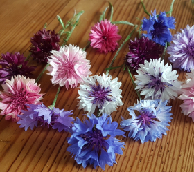 Klint, Blandade färger, ekofrö